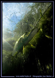 "Master Pike Fish" in his lake... :O) ... by Michel Lonfat 